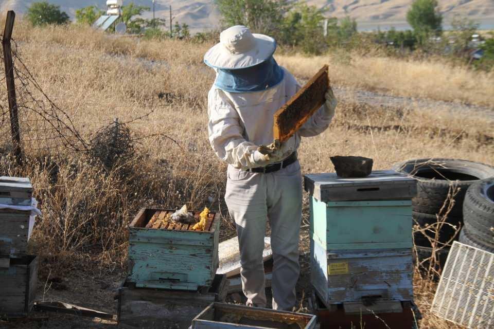 <p>Çetinkaya, kurduğu sistem, özellikle astım, bronşit, alerji gibi hastalıkların tedavisine yardımcı etken olarak, kovana takılan aparat sayesinde bal, polen ve propolis karışımının bulunduğu havanın teneffüs ettirilmesine dayanıyor. Yüzyıllardır uzak doğuda uygulanan bir tedavi yöntemi olan apiterapi Avrupa’nın da yakın zamanda başvurduğu bir yöntem. Türkiye’deyse henüz klinik olarak uygulanmayan yöntem için çalışmalar ise sürüyor.</p>

