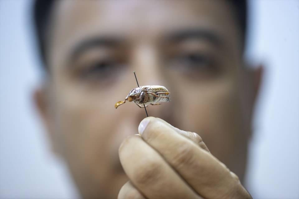 <p>530 değişik türün sergilendiği müze, gergedan böceği ve geyik böceğinin de aralarında olduğu ilginç böceklerle ziyaretçilerinin dikkatini çekiyor.</p>
<p> </p>