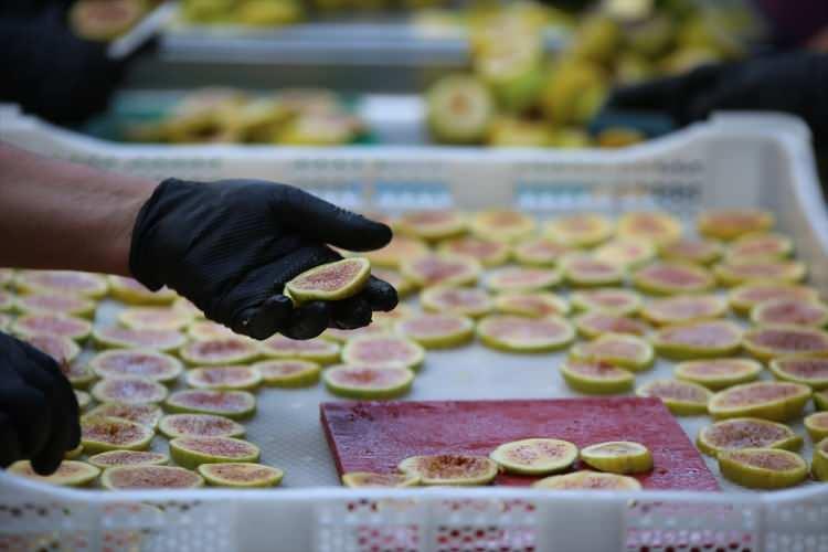 <p>Dünyanın önde gelen incir üretim merkezlerinden Aydın'da, incirin ince dilimler halinde kurutulmasıyla elde edilen "incir cipsi" mesaisi başladı.</p>

<p> </p>
