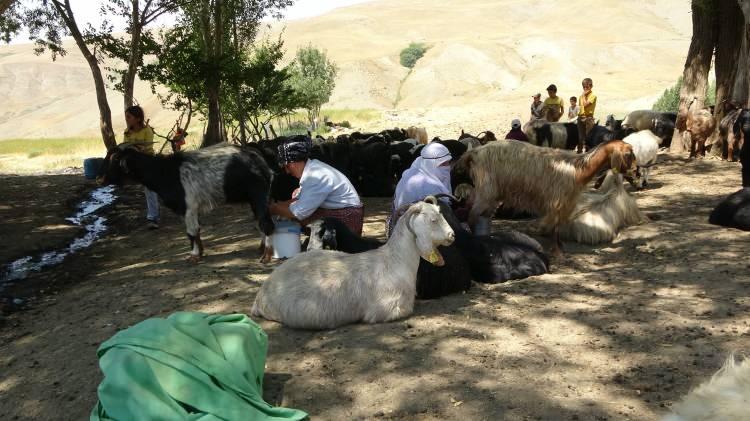 <p>Muş’ta geçimlerini tarım ve hayvancılıkla sağlayan kadınlar, yılın bir bölümünü yaylalarda geçirerek hem hayvanlara bakıyor hem de gündelik ev işlerini yapıyor.</p>

