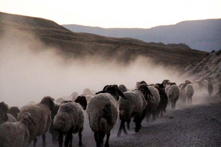 <p>Nemrut Kalderasında görüntülenen tozlu yolculuk film platolarındaki sahneleri aratmazken, koyun sürülerinin tozlu yol ve vadilerden geçişiyle beraber ortaya çıkan görüntüler ise havadan görüntülendi.</p>
<p> </p>