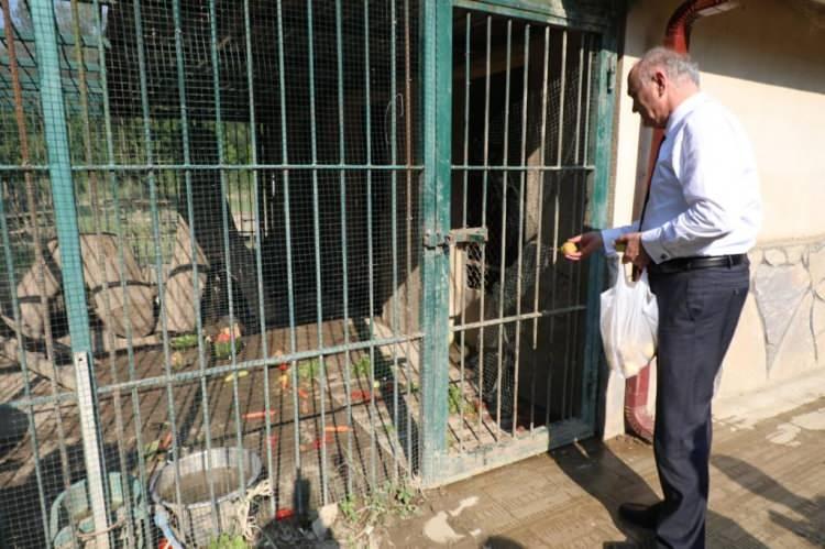 <p>Tarım ve Orman Bakanlığı'nın sosyal medya hesaplarından açtığı isim anketi ile "Balkız" adını alan sevimli ayıyı Düzce Belediye Başkanı Dr. Faruk Özlü ziyaret ederek armut ikramında bulundu. </p>
