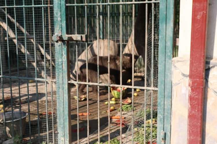 <p>Balkız'ı görmek istedik ve balı fazla yediği için ona armut ikramında bulunmak istedik. </p>
