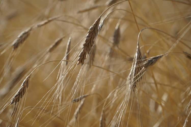 <p>Biz &ccedil;eşit adaylarımıza d&uuml;zenli olarak melezleme ve ıslah &ccedil;alışmaları yaparız. Bu ıslah &ccedil;alışmaları s&uuml;reklilik gerektiren bir &ccedil;alışmadır. Her yıl mutlak suretle tahıllarda ebeveyn hatlarımız vardır.&nbsp;</p>
