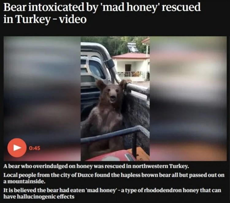 <p>"Yüksek doz deli bal: Türkiye'de kurtarılan sarhoş ayı yavrusu" başlığıyla yabancı basına konu olan Balkız'ın aç kaldığı için ormandan köye indiği ve kovanlardaki bal peteklerini parçaladığı belirtildi.</p>
