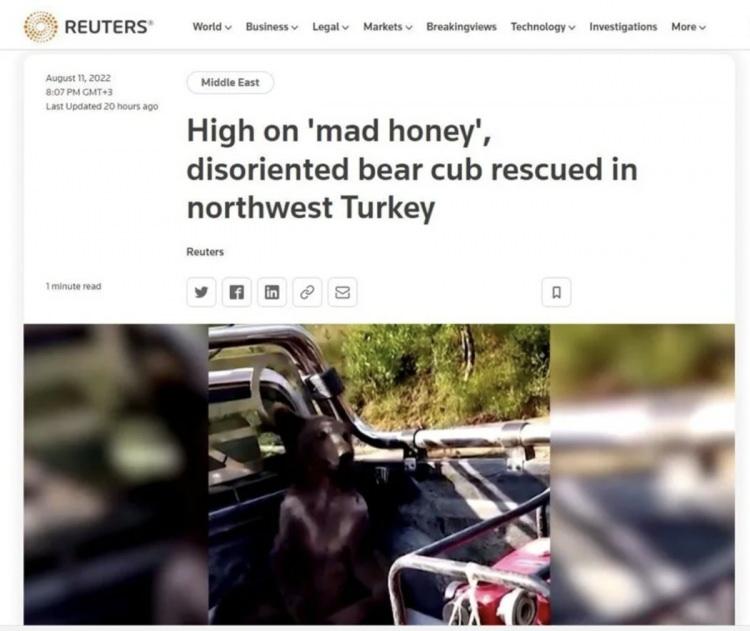 <p>Reuters da boz ayıdan bahsetti. Haberde, bal düşkünü ayının Türk yetkililer tarafından kurtarıldığı söylendi.</p>

<p> </p>
