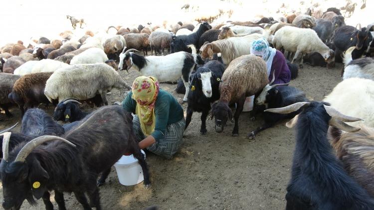 <p> Elde ettiğimiz sütlerden peynir, yoğurt, kaymak üretiyoruz. Bizim işimiz bu. Bizim için hem güzel hem de zor bir iş. Burada ekmek yapıyoruz, çamaşır yıkıyoruz, çocukların başlarını yıkıyoruz ve ister istemez yoruluyoruz. </p>