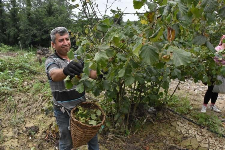 <p>Türkiye Ziraat Odaları Birliği (TZOB) Yönetim Kurulu Üyesi Arslan Soydan, burada yaptığı konuşmada, ilgili komisyon tarafından 13 Ağustos'un sahil, 16 Ağustos'un orta ve 24 Ağustos'un da yüksek kesim için hasat tarihi olduğunu anımsattı.</p>
