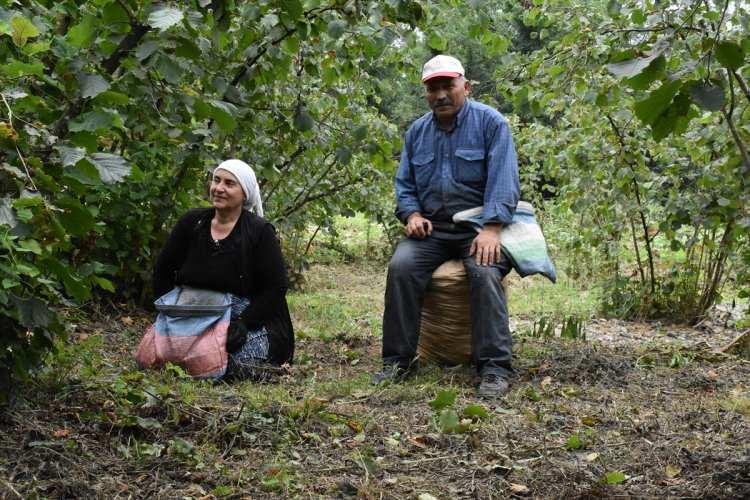 <p>"Bu sene açıklanan 53 lira Giresun kalite fındık fiyatı, 52 lira da levant kalite fiyatı üzerinden baktığımızda da 1 randıman 1 lira olarak bize ekonomik olarak yansıyor. Bunun için randıman almamız lazım. Üreticinin bahçeden topladığı fındığın olgunlaşması lazım. Harmanına getirerek iyi kurutması gerekiyor. Fındığın iyi temizlenmesi önemli."</p>
