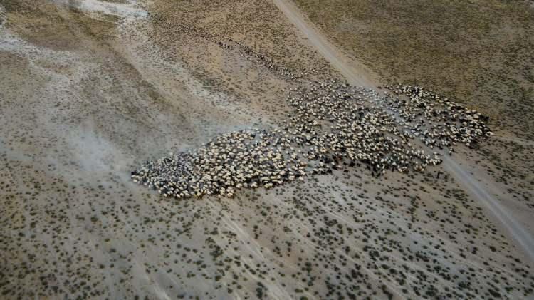 <p>Bitlis'in Tatvan ilçesinde yaylaya inmek için Nemrut Krater Gölü’nün yolunu kullanan koyun sürüsünün zorlu ve tozlu yolculuğu seyrine doyumsuz görüntüler oluşturuyor.</p>
