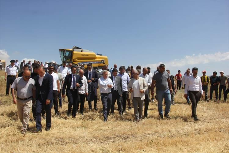 <p>Bölgede bu yıl 10 ton Habeş buğdayı rekoltesi bekleniyor.</p>
<p>İlçede 8 yıl önce metruk bir binadan çıkarılan sandığın içinde bir avuç buğday bulunmuş, yapılan incelemede tohumların Habeş buğdayı olduğu anlaşılmıştı. Tohumlara sahip çıkarak çoğaltan ZASİAD ve Zara Vakfı, ilerleyen zamanlarda bu buğdayın ekim alanlarını da yaygınlaştırdı. SBTÜ de söz konusu buğdayda verimin ve tohumların artırılmasına AR-GE çalışmalarıyla destek verdi.</p>
<p>Çimlendirilebilen tohumlar ekilerek, tohum miktarı arttırıldı. Elde edilen tüm tohumlar ekilerek 8 yılda 350 dönüm alana yayıldı. Bir avuç buğday tohumu ile başlayan çalışmada 8 yılın sonunda tohum miktarı yaklaşık 70 tona çıkartıldı.</p>
<p><strong>KAYNAK: AA</strong></p>
