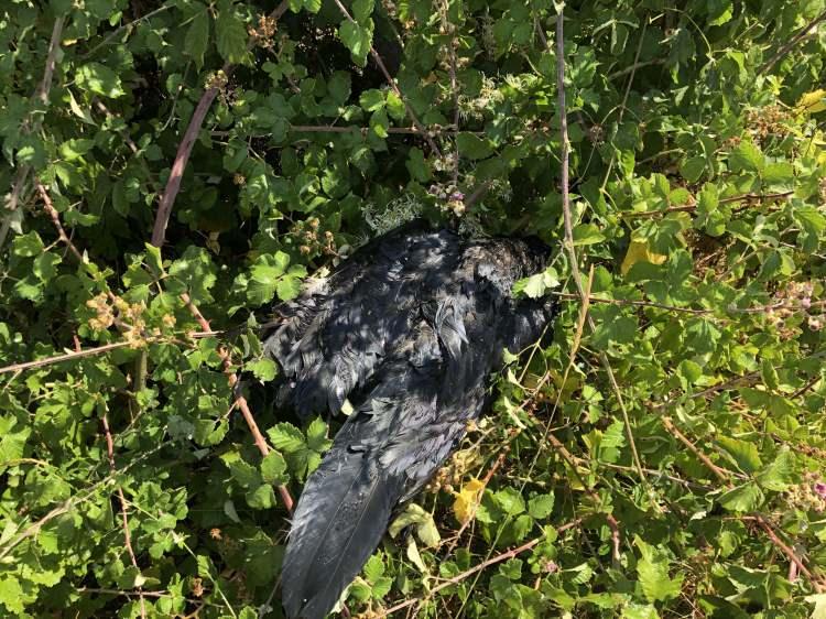 <p>Aradan bir yarım saat kadar zaman geçti, dışarıda otururken kokular gelmeye başladı. Bir de uçuşan otlar vardı, herhalde yangın var dedim.</p>
