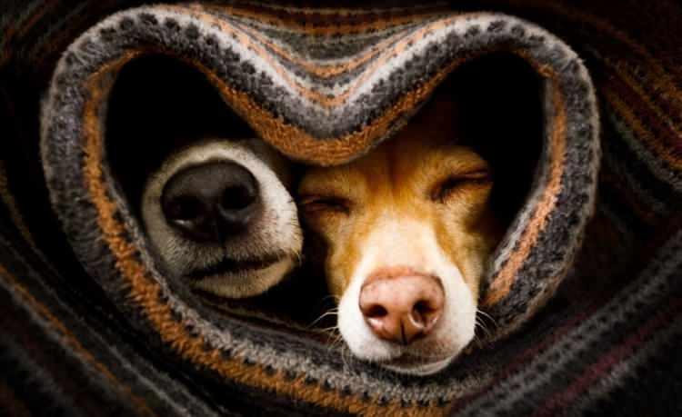 <p>Jun, köpeklerin burunlarının, çeşitli nesneleri koklayarak ayırt etmede iyi olduğunun bilindiğini ve her köpeğin burun izi parmak izleri gibi benzersiz olduğundan, burunların köpekleri tanımlamak için de kullanılabileceğine dikkat çekti.</p>