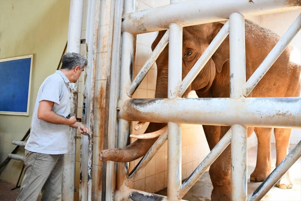 <p>Sıcak hava nedeniyle hortumla serinletilen filler, özel kokteyli afiyetle yedi.</p>

<p> </p>
