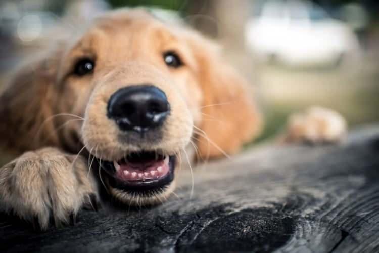 <p>Köpek sahipleri böylelikle hayvanlarının burunlarının fotoğrafını çekip onları kayıt altına alabilecekler.</p>
