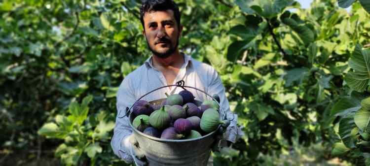 <p>Sabahın ilk ışıklarıyla birlikte tarlalarına giden üreticiler; olgunlaşmaya başlayan incirleri tek tek dalından kopartıyor.</p>
