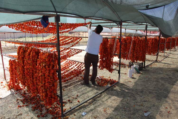 <p>Yılda 600 ton kurutmalık ürünü tükettiğini belirten üretici Tahir Fidan, hizmetlerine her yıl 20 Haziran’da tezgahları kurup işe başladıklarını söyledi. Önceki yılar ekimleri kendilerinin yaptığını hatırlatan Fidan, "Bu yıl kendimiz ekmedik. </p>

<p> </p>
