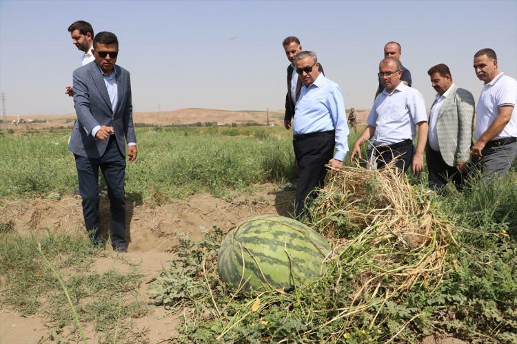 <p>Vali Ali İhsan Su, Bismil ilçesine bağlı kırsal Mirzabey Mahallesi'nde çiftçi Hamit ve İkram Atlı'nın tarlasında düzenlenen "Karpuz Hasadı Tarla Günü" etkinliğine katıldı, yetiştirilen karpuzları inceledi.</p>
<p> </p>