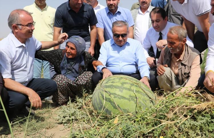 <p> Eylül ayında düzenlenmesi planlanan "Diyarbakır Kültür ve Karpuz Tanıtım Etkinlikleri" kapsamında ağırlığıyla yarışacak karpuzların hasadına başlandı.</p>