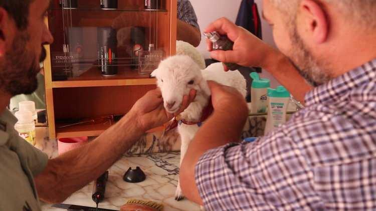 <p>Bir çift ayakkabı karşılığında takasla aldığı kuzuya gözleri yanmasın diye özel bebek şampuanlarıyla banyo yaptıran ve ilçede bulunan berbere götürerek hem fön çektiren hem de parfüm sıktıran Tonyalı, kuzu büyüse bile kestirmeyeceklerini söyledi.</p>