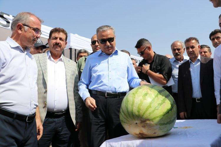 <p>İlin birçok önemli tarımsal ürüne sahip olduğunu, bunlardan en önemlilerinden birinin Diyarbakır karpuzu olduğunu ifade eden Su, tescilli karpuzun yıllara göre ağırlığının 45 ile 56 kilogram arasında değiştiğini söyledi.</p>

<p>Su, tescilli karpuzun farklı çeşitlerinin bulunduğunu bugün hasadı yapılacak olanların en iri olan "sürme" çeşidi olduğunu, eylül ayında festival düzenleyeceklerini ifade etti.</p>
