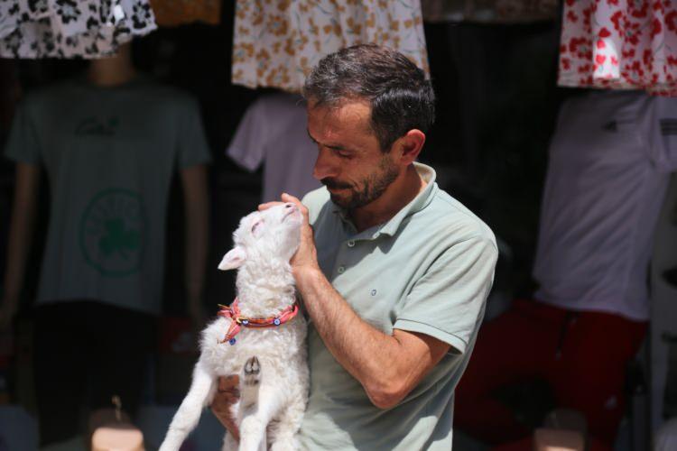 <p>Benim küçük çocuklarım olduğu için tamam olsun dedik. 1-2 gün sonra yaylacı aradı gelin kuzuyu alın dedi. Gittiğimde o kadar küçüktü ki kuzu arabanın içinde küçücük bağırıyordu. Aldım kuzuyu buraya getirdim, burada kuzu bizimle dolaşmaya başladı, halıların üzerinde uyudu. 7 günlükken geldi bize. Daha göbek bağı düşmemişti. İsmini ben “Yetim” koydum. Özellikle buna sebep buraya gelen müşteriler var çocuklarını alıp kuzuyu sevelim diye geliyorlar.</p>
