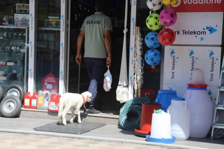 <p>Gümüşhane’nin Torul ilçesinde esnaflık yapan Halim Tonyalı’nın bir çift ayakkabı karşılığında aldığı kuzusu 'Yetim' yanından ayrılmıyor</p>