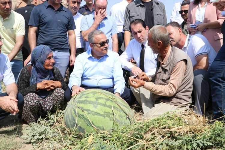 <p>Kestiği bir karpuzu gazetecilere de ikram eden Su, daha sonra üreticilerle bir araya geldi.</p>

<p>Hasat edilen karpuzlardan iri olanlar, karpuz festivali kapsamında yapılacak yarışmada sergilenmek üzere soğuk hava deposunda muhafaza edilecek.</p>
