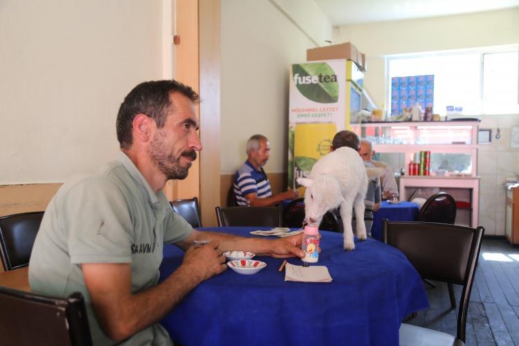 <p><strong>“Halim abi bizim dükkana geliyor, o da ardından geliyor”</strong></p>
<p>Kuzunun Halim Tonyalı’nın yanından ayrılmadığını ifade eden esnaf İbrahim Bayrak, “Kuzu bizim maskotumuz oldu, marketimize de geliyor arada sırada. Bağırıyor, ortalığı yıkıyor ama olsun. Kuzu çok sevimli zaten, ortalıkta dolanıyor. Halim abinin peşinden ayrılmıyor zaten. </p>