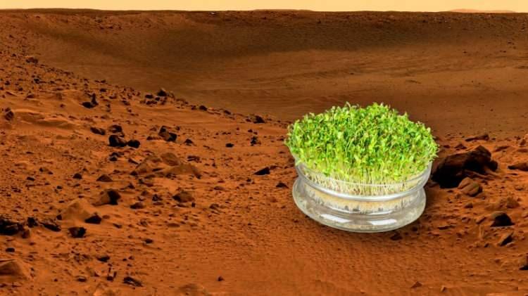 <p>Bilim insanları, kızıl gezegen Mars’ta insanların hayatta kalabilmesi için yetiştirmesi gereken ilk bitkinin ne olduğunu açıkladı. Bu bitki, Mars’ın topraklarında sıkıntısız bir şekilde yetiştirilebiliyor ve daha sonrasında gübre olarak kullanılabiliyor.</p>
