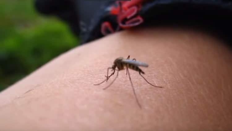 <p>- BATI NİL VİRÜSÜ</p>

<p> </p>

<p>Genellikle "Culex" cinsi sivrisineklerin ısırmasıyla bulaşan BNV'den korunmak için herhangi bir aşı bulunmazken sivrisinek ısırıklarına karşı korunma tavsiye ediliyor.</p>
