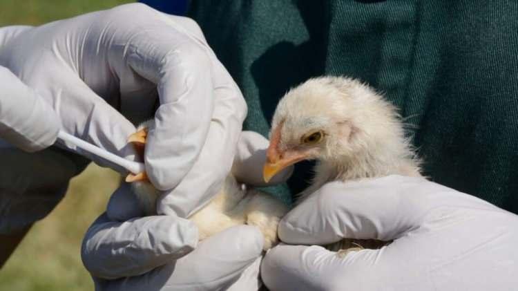 <p>Çocuk felci gibi bir zamanlar ortadan kaldırılan hastalıkların bazı bölgelerde yeniden salgınlara neden olduğunu görüyoruz.</p>
