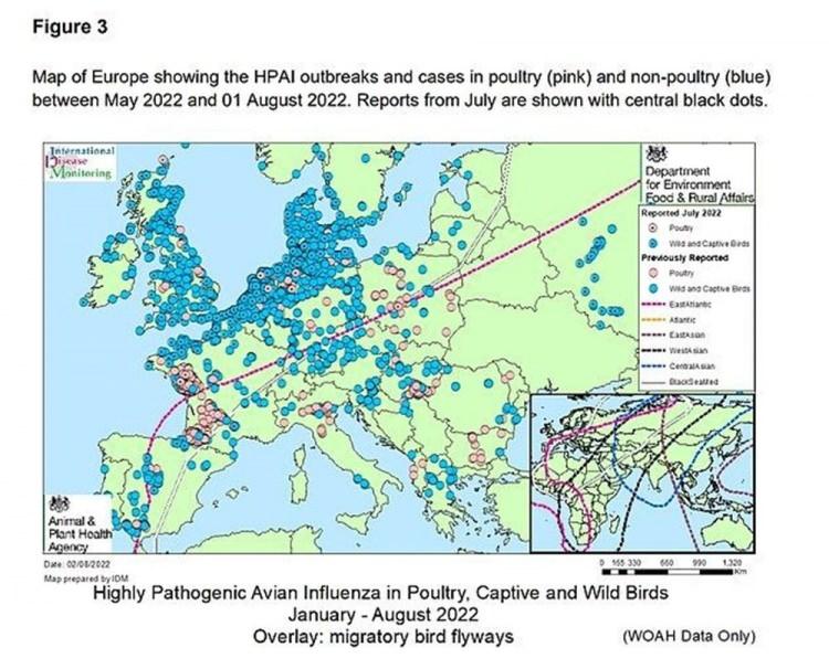 <p>İngiltere’deki Cornwall Wildlife Trust geçen hafta bir uyarı yayınlayarak halkı hasta veya ölü deniz kuşlarından uzak durmaya ve 'hiçbir koşulda hayvanlara dokunmamaya' çağırdı. </p>

<p> </p>
