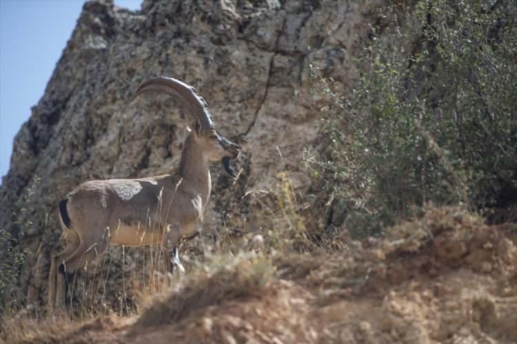 <p>Doğa turizmi açısından da büyük öneme sahip olan keçiler, kente gelen çok sayıda yerli ve yabancı turistin yanı sıra fotoğrafçıların da ilgisini çekiyor.</p>

<p>Yöre sakini Hüseyin Kalsen, AA muhabirine, Tunceli'nin birçok doğal güzelliğe ev sahipliği yaptığını söyledi.</p>

<p> </p>
