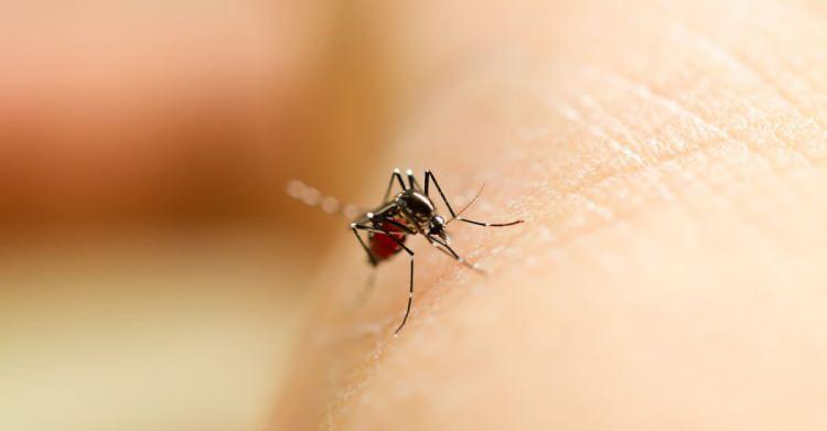 <p>Yunanistan Ulusal Halk Sağlığı Örgütü'nden (EODY) yapılan açıklamada, sivrisinekler aracılığıyla bulaşan bir enfeksiyon hastalığı olan BNV vakaları ve ölümlerinin artış gösterdiği belirtildi.</p>

<p> </p>
