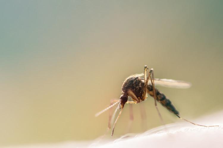 <p>SİVRİSİNEK ISIRDIĞINDA NELER YAPMALIYIZ?</p>

<p>Gündüz vakti sivrisinek tarafından ısırıldınız ve o ısırık kocaman bir yaraya dönüştüyse bilin ki Aedes türü bir sivrisinek kurbanısınız. Komplo teorisyenlerine göre tüm suç geçen günlerde profiline sivrisinek fotoğrafı koyan Bill Gates’in... Hürriyet'ten Fulya Soybaş uzmanlara sordu.</p>
