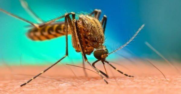 <p>BATI NİL VİRÜSÜ NASIL BULAŞIR?</p>

<p>Batı Nil virüsü, genellikle "Culex" cinsi sivrisineklerin ısırmasıyla memeli hayvanlara ve insanlara bulaşmaktadır. Sivrisineğin ısırdığı andan itibaren hastalığın kuluçka süresinin 2 ile 14 gün arasında değiştiği, bağışıklığı zayıf olanlarda bu sürenin 21 güne çıktığı belirtillmektedir.</p>

<p>Hastalığın ana konağı ise kuşlardır. Kuşlardan tekrar sivrisineklere bulaşan virüs, bu yolla virüse ait parçaların kan dolaşımına girmesine yol açar. Göçmen kuşlar ile dünya geneline yayılan Batı Nil Virüsü insanlara, sivrisinek sokması ile bulaşır. Hastalık, enfekte olan diğer memeli hayvanlardan insanlara bulaşmaz.</p>
