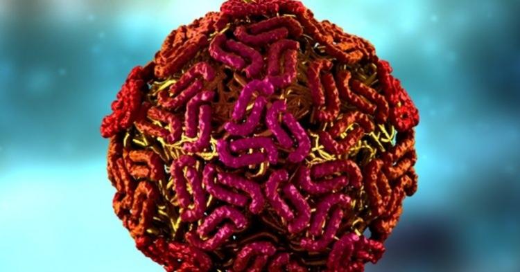 <p>11 KİŞİ BATI NİL VİRÜSÜ NEDENİYLE ÖLDÜ</p>

<p>Yunanistan Ulusal Halk Sağlığı Örgütü'nden (EODY) yapılan açıklamada, sivrisinekler aracılığıyla bulaşan bir enfeksiyon hastalığı olan Batı Nil Virüsü (BNV) vakaları ve ölümlerinin artış gösterdiği belirtildi.</p>

<p>Ülkede 123 yeni vaka tespit edildiği aktarılan açıklamada, 11 kişinin de virüs nedeniyle hayatını kaybettiği bildirildi.</p>

<p>Açıklamada, vakalardan 74'ünün menenjit gibi merkezi sinir sistemi rahatsızlıklarından şikayetçi olduğu, 49'nun ise hafif semptom gösterdiği veya hiç belirti göstermediği vurgulandı.</p>

<p>Yunanistan'da geçen bir haftada 36 BNV vakası kaydedilmişti.</p>
