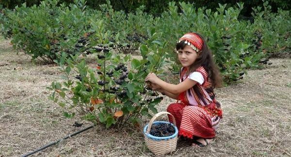 <p>Trabzon'da yetiştirilen, ana vatanı Kuzey Amerika olan ve halk arasında 'süper meyve' olarak bilinen aronyanın hasadına başlandı. Karadeniz'e uyum sağlayan meyvenin üretim alanları yaygınlaştırılırken, hasadı yapılan ürünler bahçede alıcı buluyor.</p>