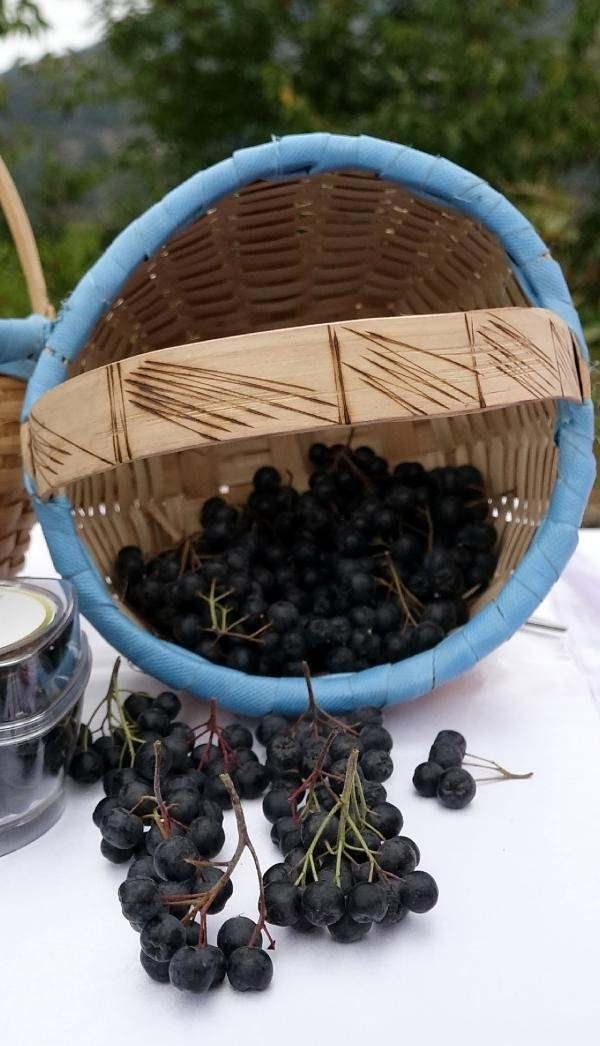 <p>Bağışıklık sistemini güçlendirerek soğuk algınlığı ve gribal enfeksiyonlara karşı metabolizmanın direncini artıran aronya meyvesinin kilosu, 120 ile 150 lira arasında satışa sunulurken, bu yıl hasadı yapılan ürünlerin tamamı satıldı. Aronyanın üretimi için üreticilere destek verilip, meyvenin kent ekonomisine katkı sağlaması hedefleniyor.</p>