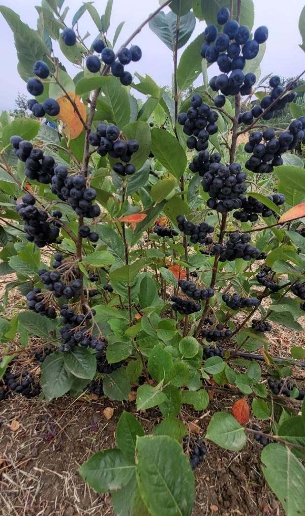 <p>Biz bu yıl yine 30 bahçe daha yapmayı planlıyoruz. Aronya üreticilerimizin sayısını arttırmak istiyoruz. Aronya meyvesini tıpkı bir fındık gibi sanayi ürünü olarak işleyip ekonomiye kazandırmak istiyoruz. 'Sağlık meyvesi' diye geçiyor ürün. Hal böyle olunca talep çok. Aronya meyvesinin tesisini de kurmak istiyoruz" diye konuştu.</p>