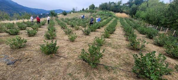 <p><strong>'DAHA TOPLAMADAN ÜRÜNLERİMİZİN YARISI SATILDI'</strong></p>

<p>2 yıl önce diktiği fidanlarda hasada başladığını belirten üretici Murat Civelek, "Daha öncelerden bahçeme çilek dikiyordum. Sonra aronya meyvesinin getirisini duydum ve aronya fidanları diktim. </p>
