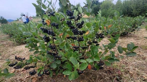 <p>Şimdi de hasat dönemi geldi. Daha toplamadan ürünlerimizin yarısı satıldı. Çok faydalı bir ürün ama fazla bilinmiyor ülkemizde. Meyveyi bilenler de hemen hasat başlar başlamaz gelip alıyorlar" dedi.</p>