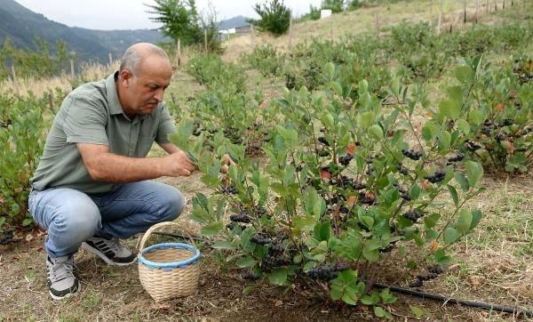 <p>Antioksidan değeri çok yüksek, bağışıklık sistemini çok güçlü tutuyor. Damarları temizliyor. Çok fazla rağbet var. Çok faydalı bir ürün" diye konuştu.</p>