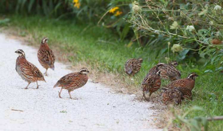 <p>* Mide asidini dnegeleyerek yemek sonrası şişkinlik ve kramp ağrılarını &ouml;nler.</p>

<p>&nbsp;</p>
