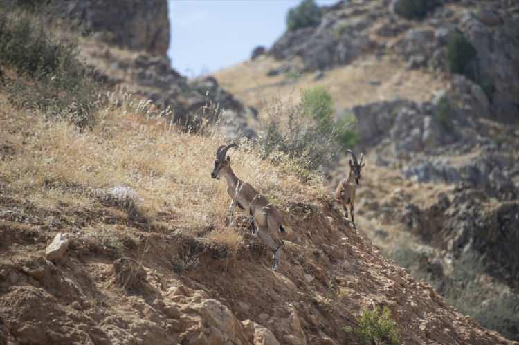 <p>Yemyeşil doğada zaman geçirmenin keyifli olduğunu anlatan Çapar, "Yaban keçileri ve daha birçok canlı türünü doğal ortamında görme fırsatı buldum. </p>