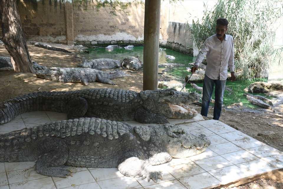<p>Pakistan'ın Karaçi şehrinde yer alan Manghopir tapınağında bulunan gölette yaşayan timsahlar ziyaretçiler tarafından ilgi görüyor. </p>
<p> </p>