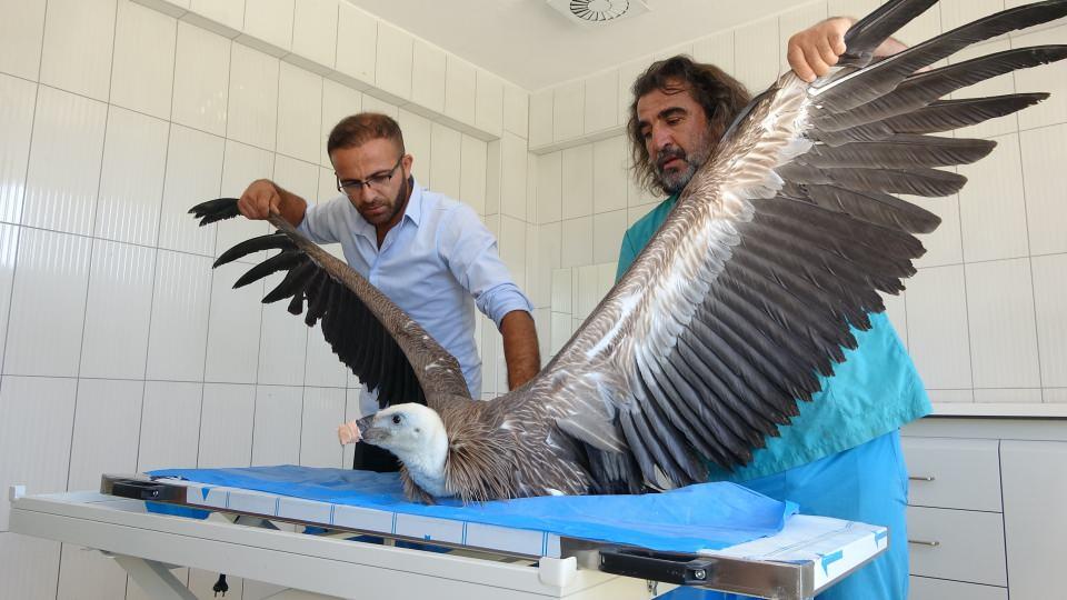 <p>Hakkari'de vatandaşlar tarafından bulunan akbabalar, getirildikleri Van YYÜ Yaban Hayvanları Koruma ve Rehabilitasyon Merkezinde tedavi altına alınırken, son bir yılda 6 akbaba özgürlüğe kanat çırptı.<br />
</p>