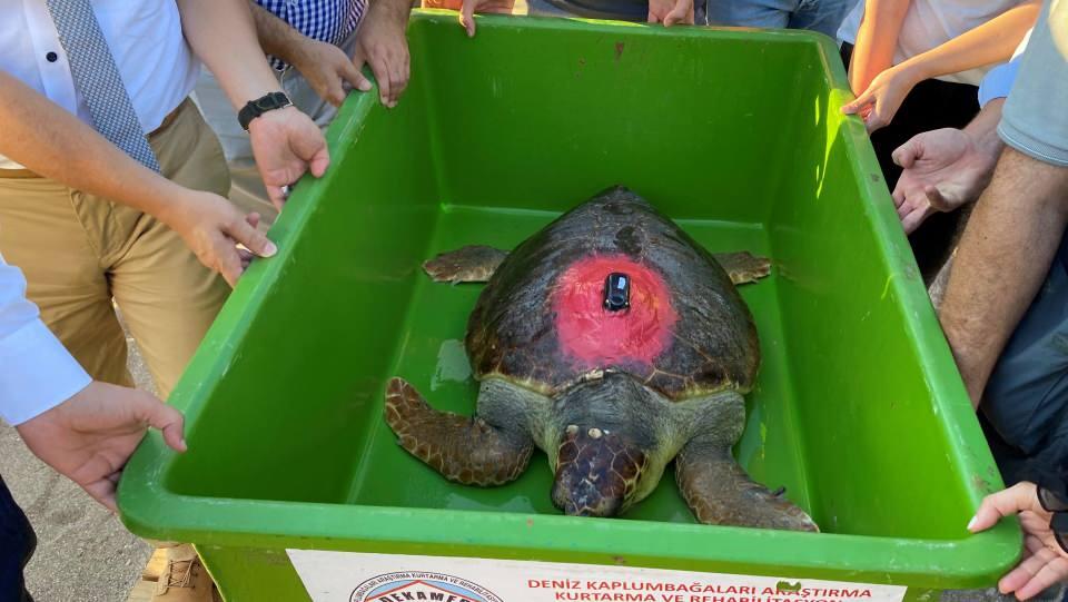 <p>49 günde 600 kilometre yol kat eden caretta caretta 'Lara Barış’ önce Anamur açıklarına, daha sonra Kıbrıs’a ulaştı. Lara'nın bu yolculuğunu internet üzerinden 29 bin kişi izledi.<br />
</p>