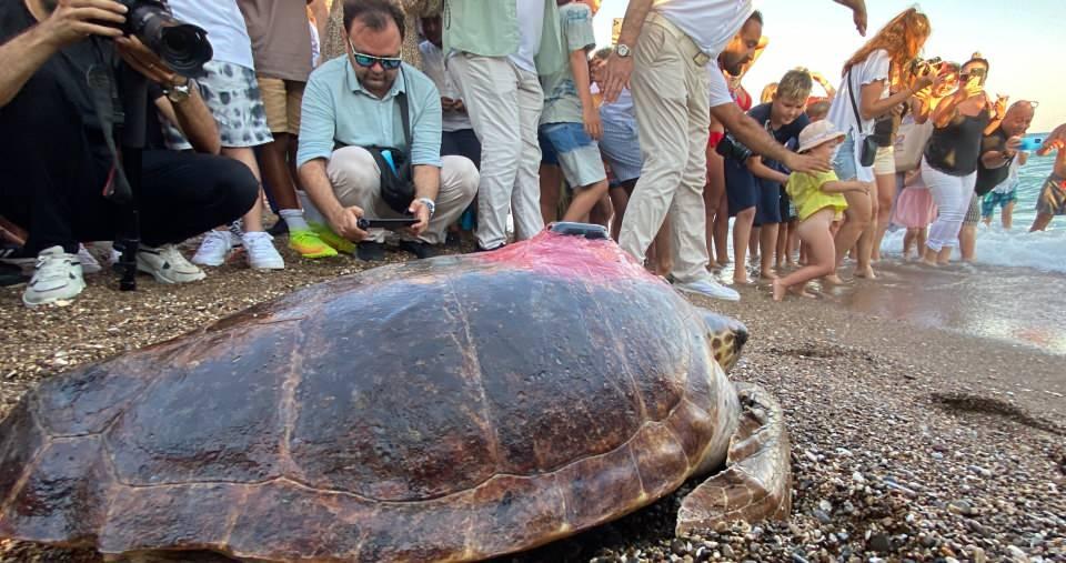 <p>Antalya’da 1,5 yıl önce karaya vuran ve bağırsaklarında bol miktarda plastik, boynunda ve belirli yerlerinde yaraların olduğu tespit edilen kaplumbağa, tedavisinin ardından denize geri bırakıldı. </p>